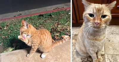 Childhood cat of 18 years crosses rainbow bridge just before woman's big move to another state, a replica cat chooses her upon her arrival