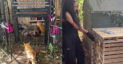 ‘I’m the controversial chicken keeper with a pet fox’: Vulnerable fox seeks refuge in Brit’s garden who adopts and builds her a furever home so she’ll never be alone again