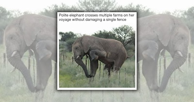 21 Happy Animal Laughs to Send Your Grumpy Neighbor Until They Finally Crack a Smile