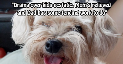 ‘I literally saw this little dog get abandoned today.’: Yorkipoo thrown from van reunited with pawrents after fraudsters posing as family tricked original rescuers