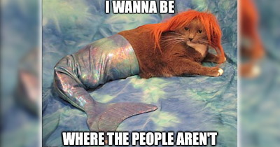 26 Wholesome Animal Memes for Hearty Hoomans in Need of Whimsy
