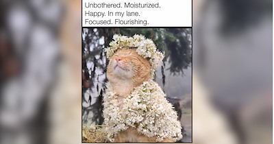 35 Fall Loving Felines in Fauna & Flora for a Flourishing Friday
