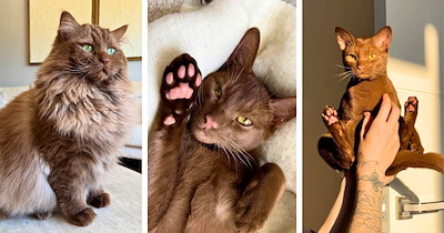 30 Uniquely Gorgeous Brown Cats Who Look Like Every Chocolate Dessert You've Ever Loved
