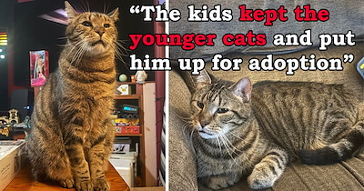 '[I'm] running an old folks home for cats': After his owner passes, this cat is abandoned by his family, but a kind couple gives him a second chance and two senior friends for his purrfect retirement
