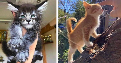 A Floof of Fuzzy Feline Kittens Purrfect For Turning a Dreary Day Into a Wholesomely Heartwarming Daydream