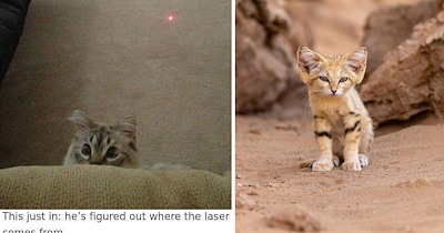Your Weekly Meowgazine: 20 ICanHasMoments to Make Your Caturday Feel Like a Cozy Fall Day (October 3, 2026)