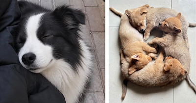 Your Weekly Dose of 40+ Wholesomely Happy Pets to Bring a Smile to Your Face