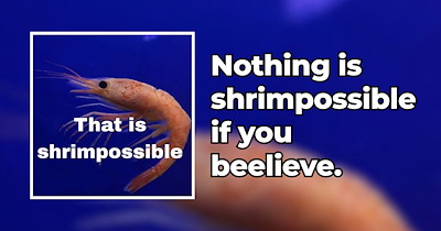 23 Sea Animal Memes for a Seriously Silly Chuckle Session