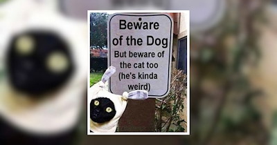 23 Pet Memes for Happy Pawrents Who Can’t Wait to Go Back Home and Snuggle With Their Fluffy Friends