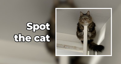 25 Purrfectly Particular Places for Clever Cozy Cats 