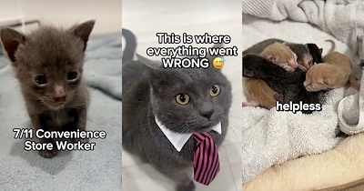 Man Rescues 20 Stray Cats, Gives Them Ridiculous Names Like ‘7-11 Convenience Store Worker,’ and Narrates Their Daily Lives Like a Dramatic Reality TV Show