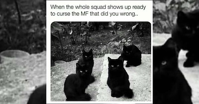 Witchy Cat Memes to Get Us in a Purrfectly Spooky Mood for the Halloween Month