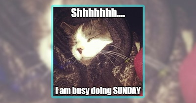 20 Whiskered Weekend Memes for People Who Plan a Cozy Day With Their Cat