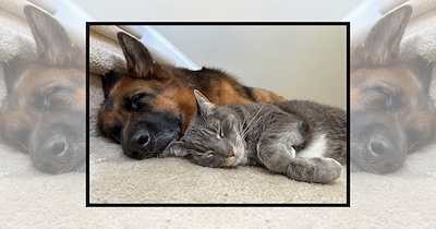 ‘Best Friends Come With Paws’: 21 Cuddly Cats and Dogs Sharing the Sweetest Kind of Friendship