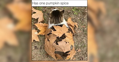 A Fairytale Autumn of Fall Foliage and Feline Funnies