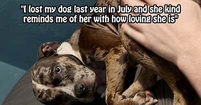 ‘Someone tied this poor thing up to a tree’: Online dog lovers leap to help struggling rescuer care for abandoned pit bull puppy found in park