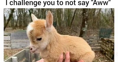 27 Comforting Animal Memes Made from Sugar, Pumpkin Spice and Everything Nice  