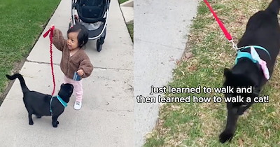 ‘My cat taught a kid how to walk a cat’: Clever feline delivers heartwarming lesson in catto care when toddler takes interest in taking the leash