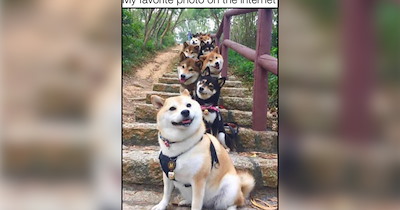 A National Park of Mountain Critters Roaming in Roves of Rambunctiousness