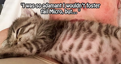 ‘He’s one strong little tiger!’: Lucky newborn campground kitten becomes foster fail after wiggling her way into pawrent’s heart