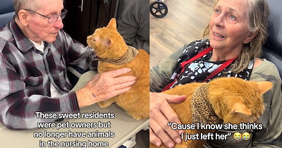 ‘I want my cat back’: Cat visiting nursing home inspires joy and heartwarming meowmories to cat loving senior residents