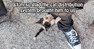 ‘He’s a little fighter!’: CDS delivered one-eyed kitten to couple a week after moving into pet friendly place even though they were hoping to adopt a dog