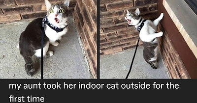 27 Funny Feline Memes to Give you the Giggles When Life Gets Gray