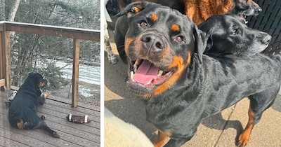 Family with newborn realize their rottweiler needs more than they can give, they rehome him to farm dwellers nearby in positive twist of fate