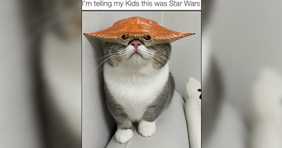 A Nostalgic Journey of Cat Memes That Feel Oddly Reminiscent of Childhood 
