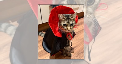 'Too Cute to Spook': 21 Wholesome Cats in Halloween Costumes That Deserve All the Treats