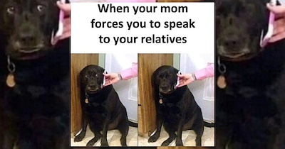 Funny Animal Memes for a Cute and Lighthearted Moment After a Long Day of Work