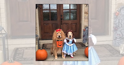 'Good Boys Have a Dress Code': Matching Halloween Costume Ideas for Dogs Dressing Up Together