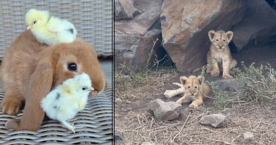 Cuteness Overload: 20 pretty little baby animals for a softer and fluffier day on the internet 