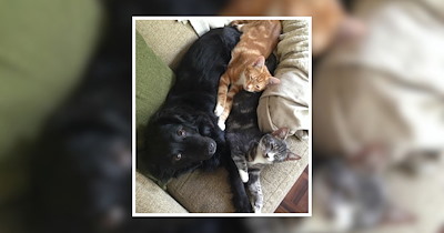 24 Fluffy and Friendly Cats and Dogs for a Fun and Furry Break