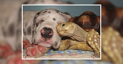 24 Unexpected Animal Friends to Restore Your Faith in the Power of Friendship