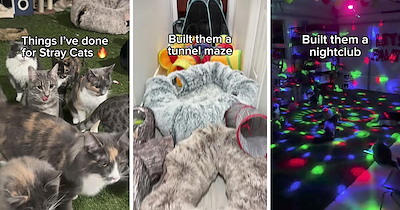 Cat lover adopts 20 stray cats and spoils them by building a nightclub and tunnel maze at home, turning his garage into a feline paradise: 'Adopted all 20 of them'