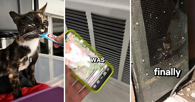 Baby stray kitten disappears inside her house and cat sitter can't find her anywhere, so her human returns from a work trip and finds her trapped in an air vent: 'She's for sure still mad but at least she's home now'