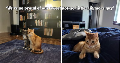 ‘It was like something clicked’: Formerly fearful orange cat surprises his pawrents with a major breakthrough after 6 months of patience and finally discovers the joy of cuddles