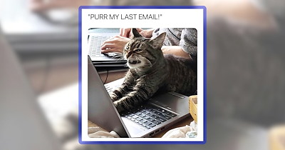 The feline forces of fluff are here to help you cross the finish line to the weekend