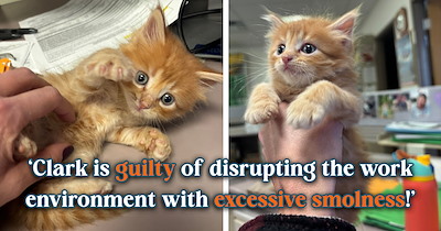 'He gets to be our office cat for a while': Coworker rescues kitten from the road next to his office, and his colleagues adopt him as their unofficial mascot while he waits to go live with his rescuer's son