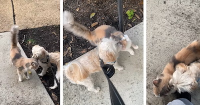 Stray cat chooses neighborhood dog during his daily walks, the two become best friends and dog owner decides to give the little kitty her furrever home