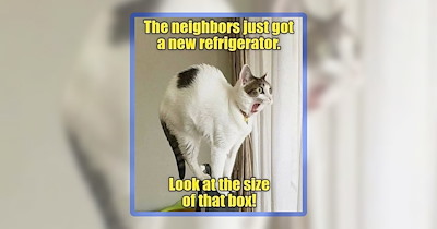 26 Feline Funnies Featuring Cats Being so Very Cat