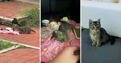 Person spends 3 hours lying in the grass next to their car to catch the kitten hidden under it, they succeed and take the sweet baby home: ‘I’m woefully not prepared’
