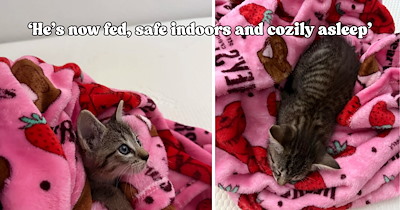 ‘A win is a win’: Cat lover comes home after a heartbreaking day and finds a tiny tabby waiting in their backyard, turning a rough afternoon into a pawsitively wholesome surprise