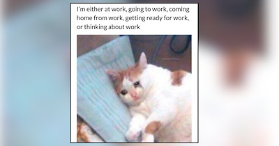Moody Monday Cats Who Are One Work Email Away From Calling It Quits