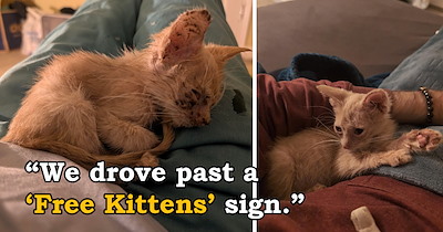 'He was able to experience what it meant to be loved': Couple drives past a "free kittens" sign and steals a kitten from a terrible hoarding situation, giving him the life he deserved, even if it was short 
