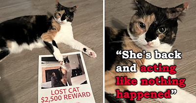 'She definitely pulled a prank': Missing cat returns home on her own on her birthday, walking in like she deserves the $2,500 prize money 