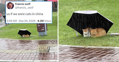 Your Weekly Feed of Cozy Feline Tweets to Curl Up With This Fall (October 5, 2026)