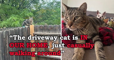 After asking to be adopted twice, cat decides to walk walk into his home himself, and now, he has two humans and two dogs to worship him: 'He walked in through the dog door!'