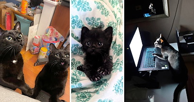 26 Meowgical Black Cats to Cast a Spell of Cozy on Your October